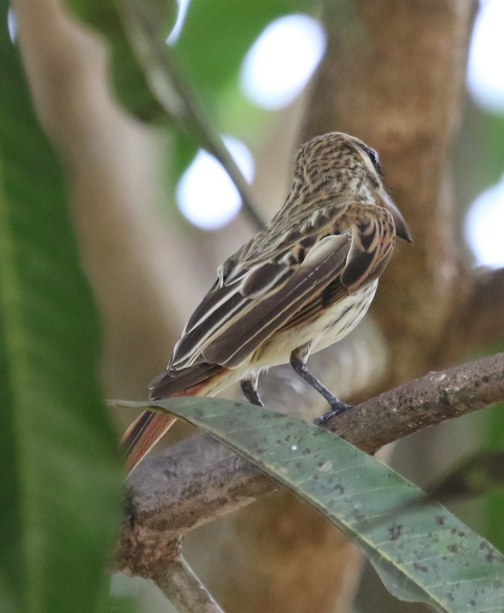 Streaked Flycatcher - ML616294931