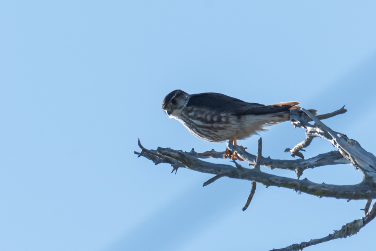 Хайргууна шонхор - ML616294952