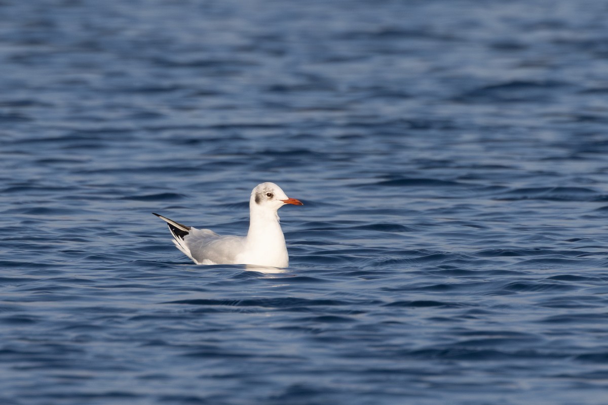 Black-headed Gull - ML616294957