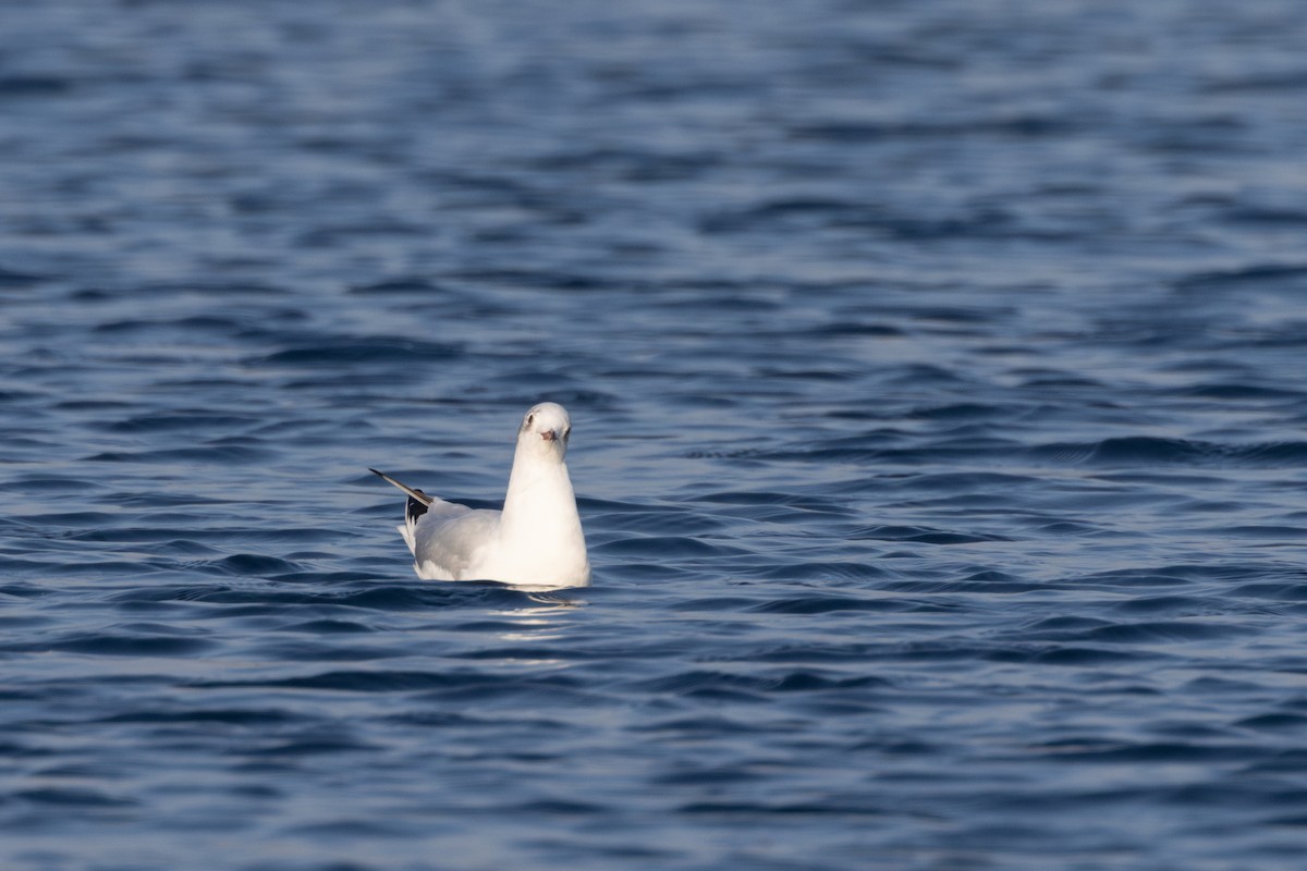 Mouette rieuse - ML616294958