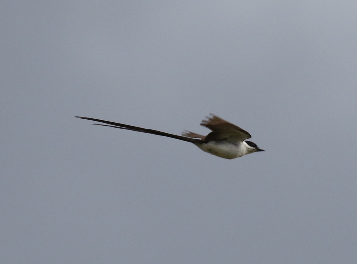 Fork-tailed Flycatcher - ML616294979