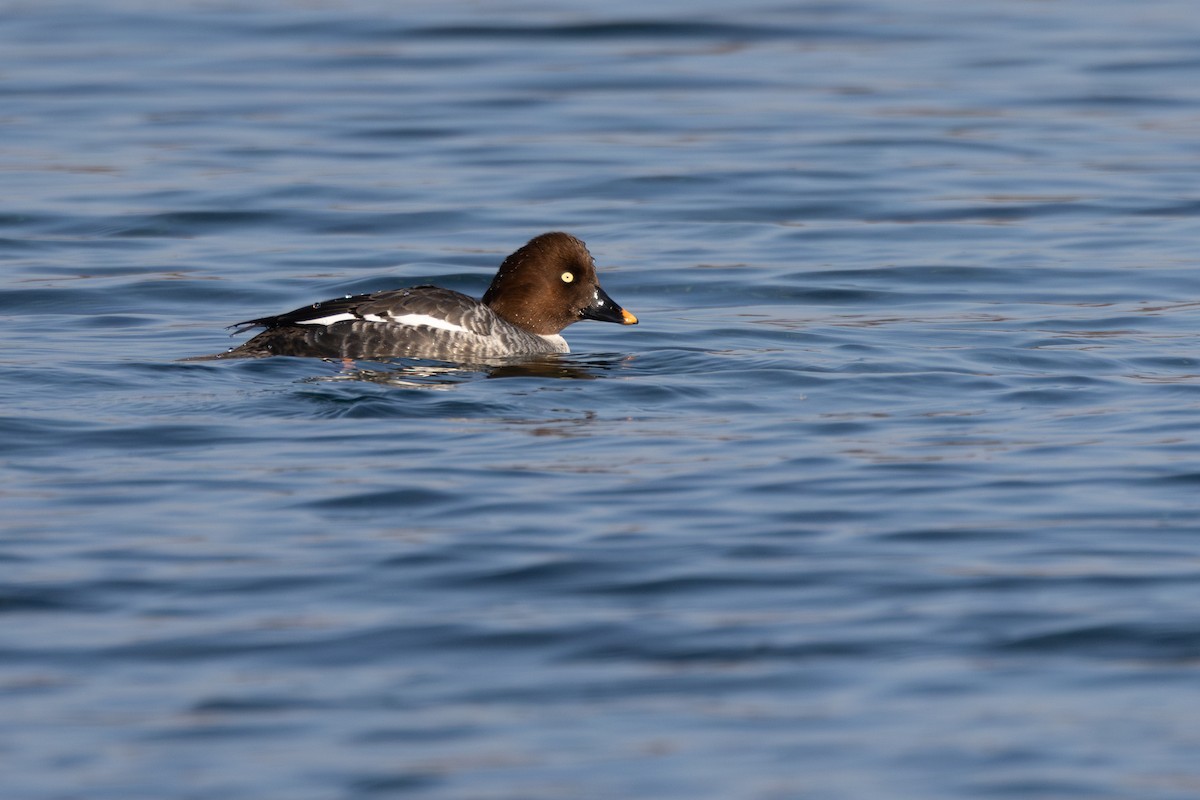 Common Goldeneye - Alexander Thomas