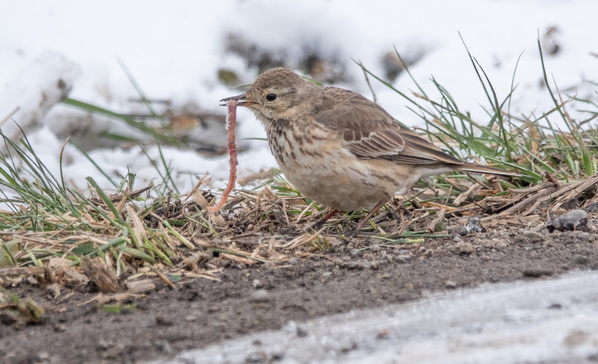 American Pipit - Gale VerHague