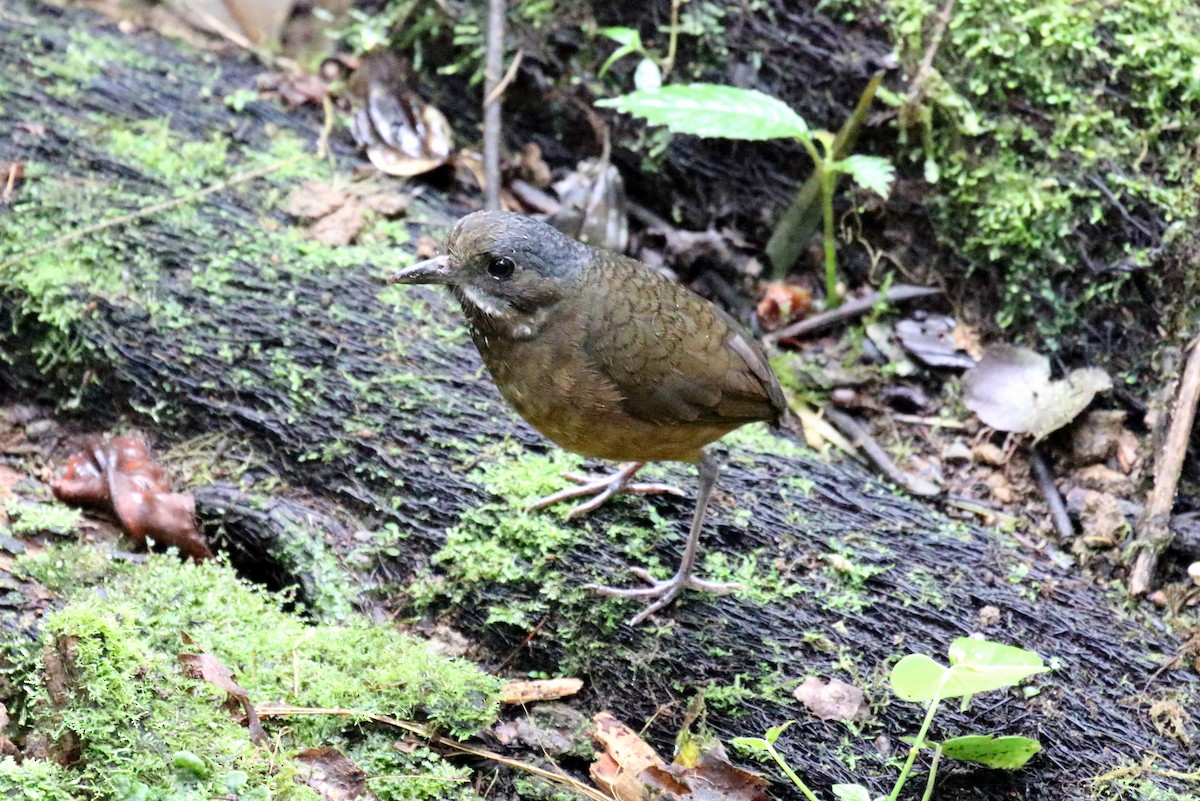 Moustached Antpitta - ML616295063