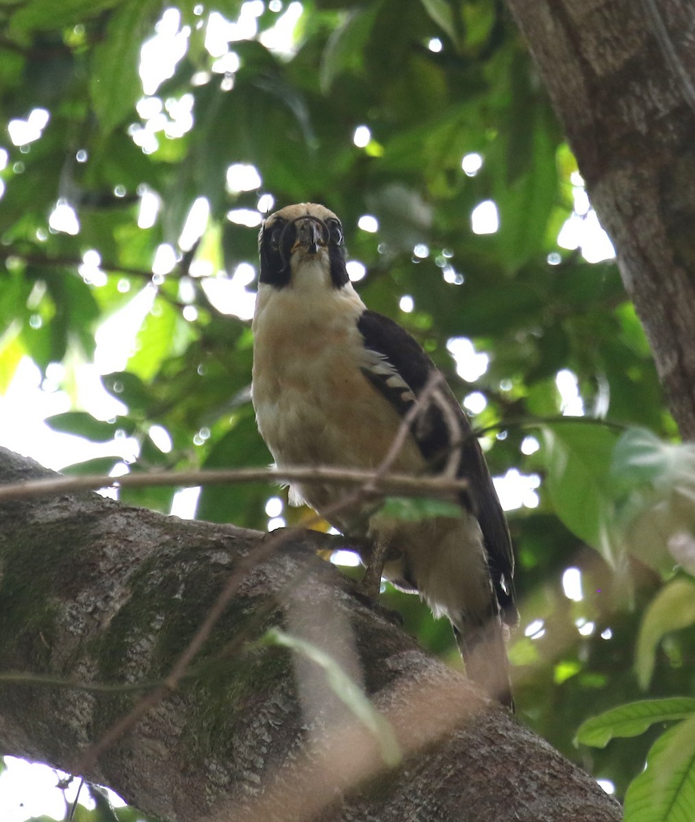 Laughing Falcon - ML616295104