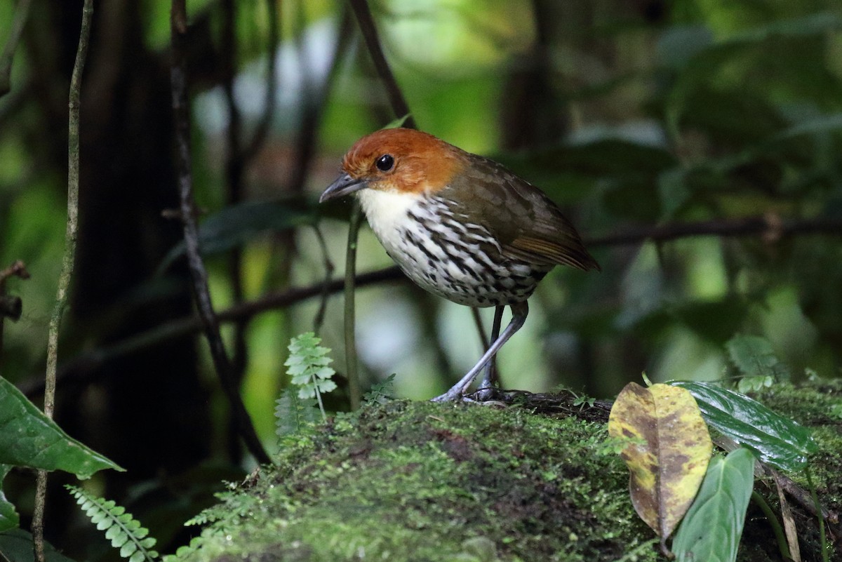 Chestnut-crowned Antpitta - ML616295105