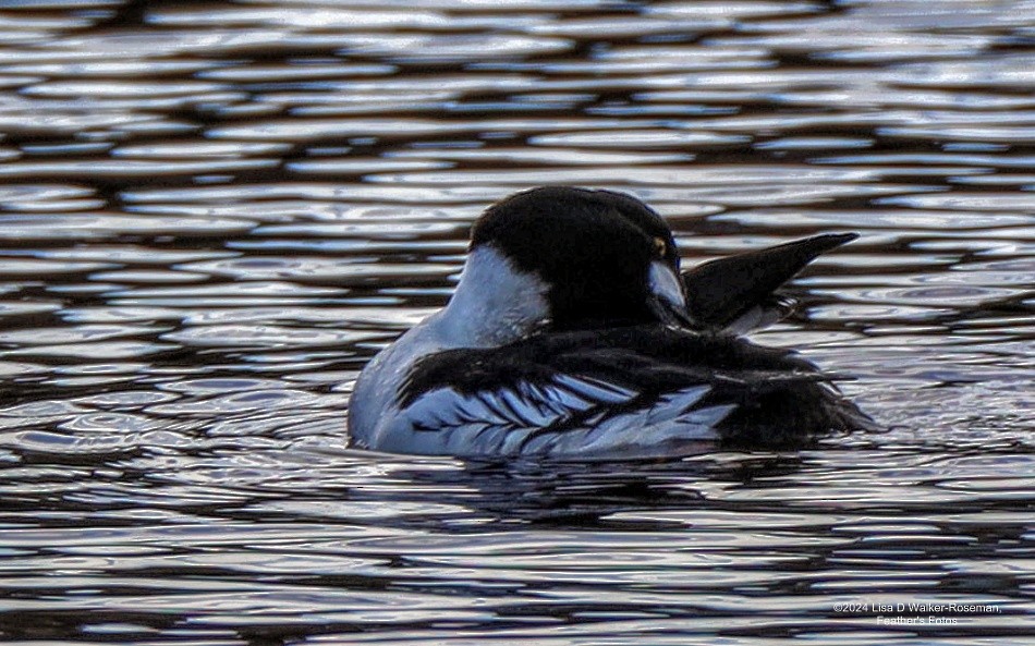 Common Goldeneye - Lisa Walker-Roseman