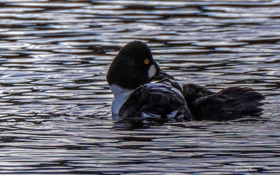 Common Goldeneye - ML616295141