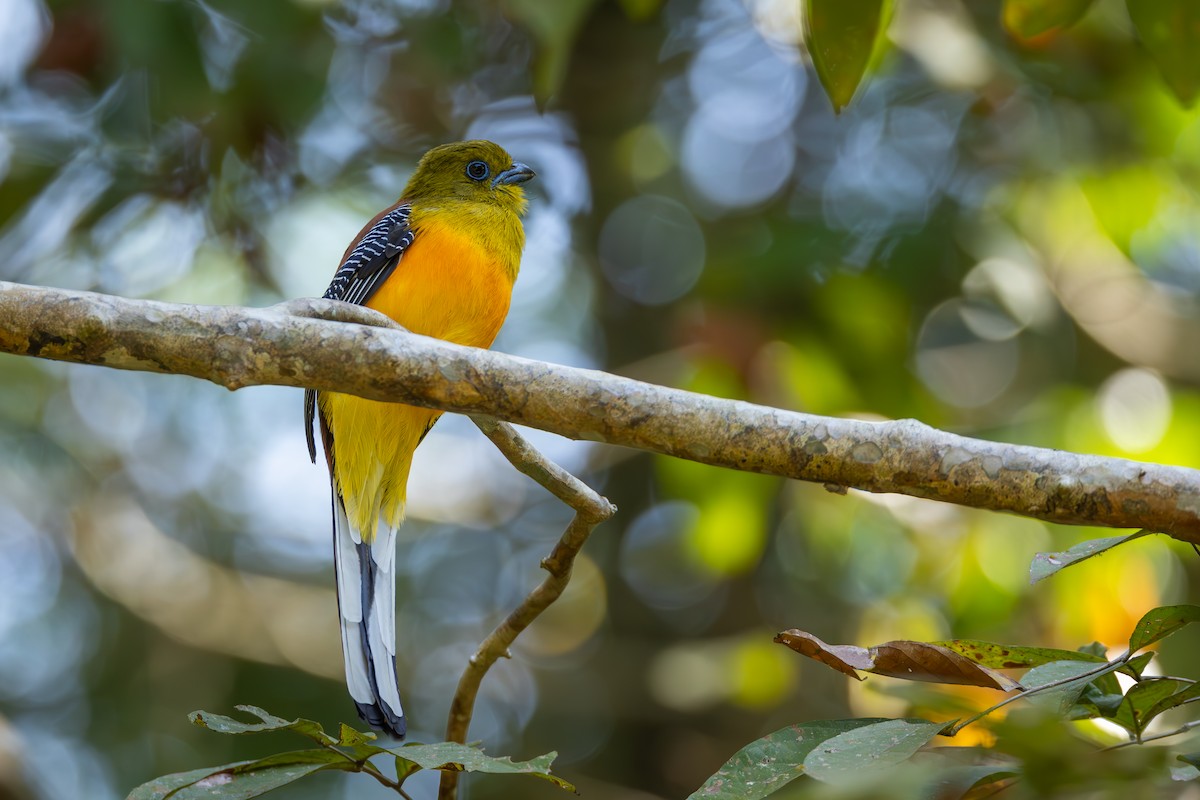 trogon oranžovoprsý - ML616295154