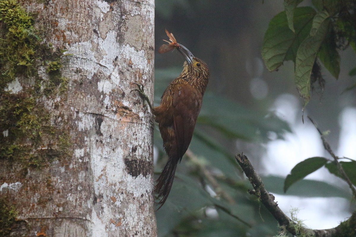 Strong-billed Woodcreeper - ML616295166