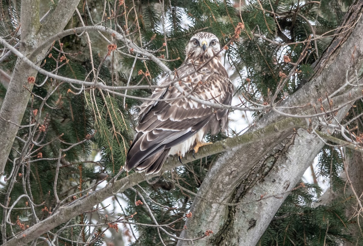 Rough-legged Hawk - Gale VerHague