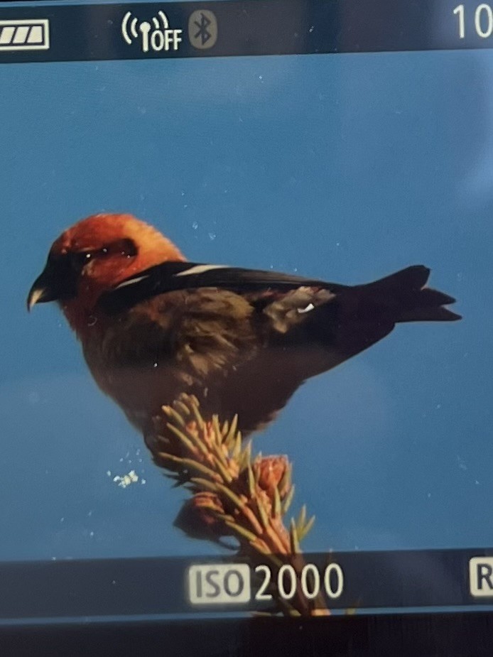 White-winged Crossbill - ML616295261