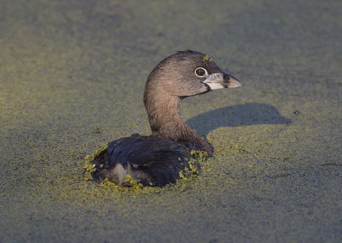 Pied-billed Grebe - ML616295295