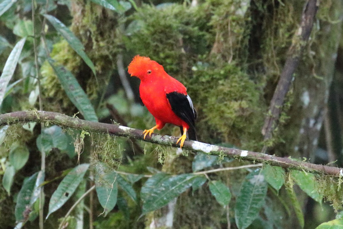 Andean Cock-of-the-rock - Corné Pieterse