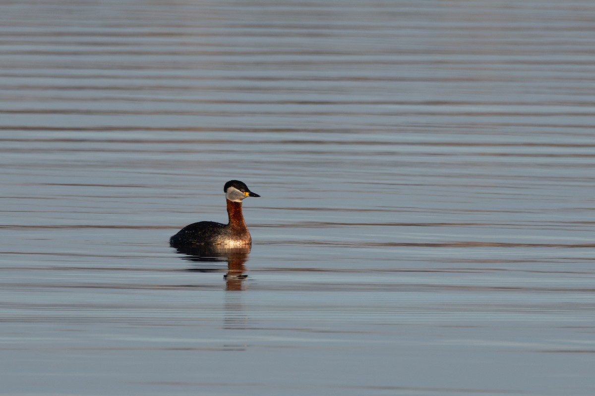 Red-necked Grebe - Alexander Thomas