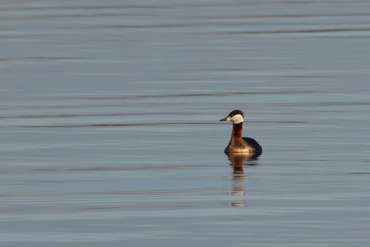 Red-necked Grebe - Alexander Thomas