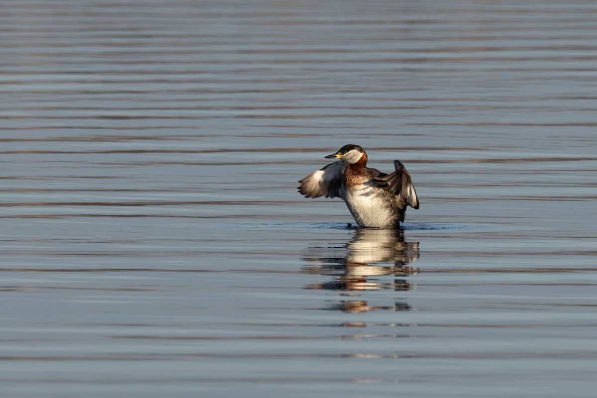 Red-necked Grebe - Alexander Thomas