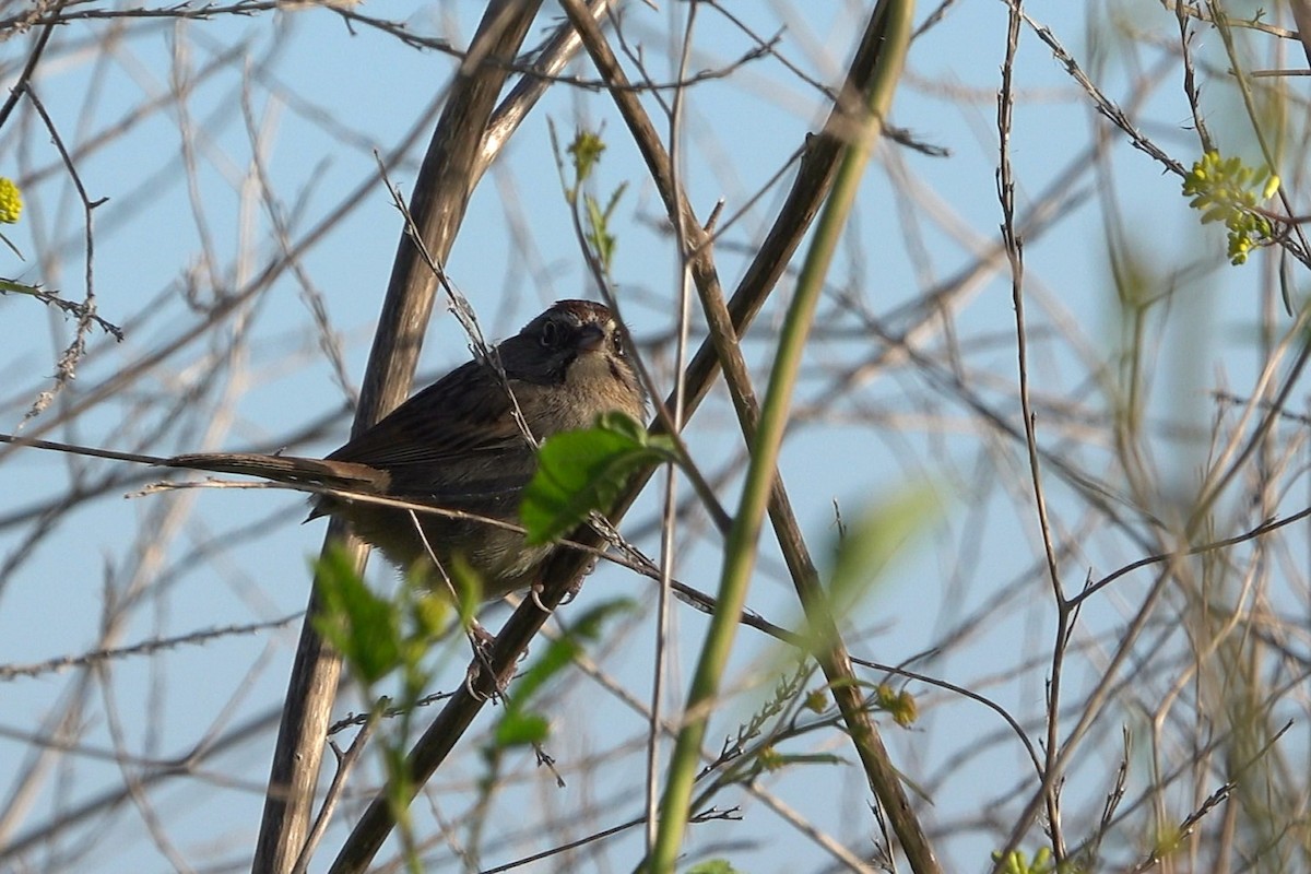 Rufous-crowned Sparrow - ML616295338