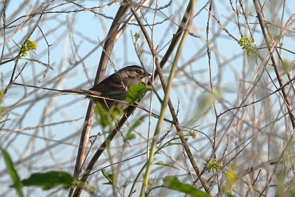 Rufous-crowned Sparrow - ML616295339