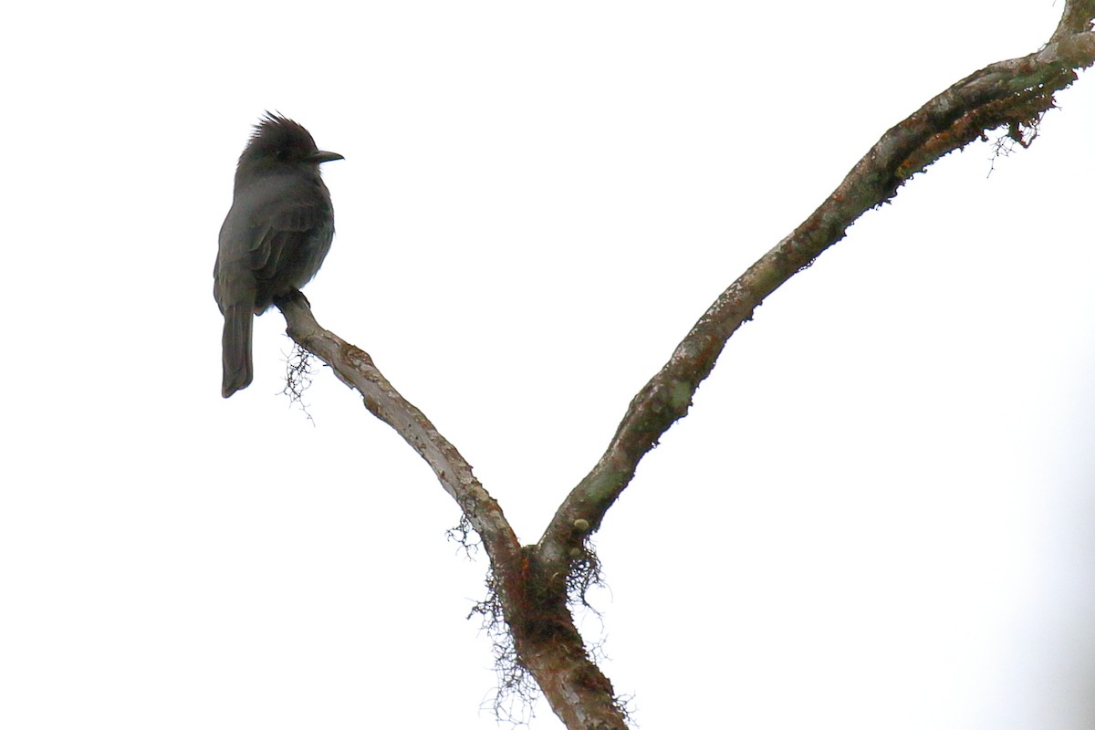 Smoke-colored Pewee - ML616295413