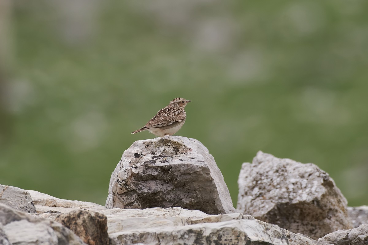 Wood Lark - ML616295451