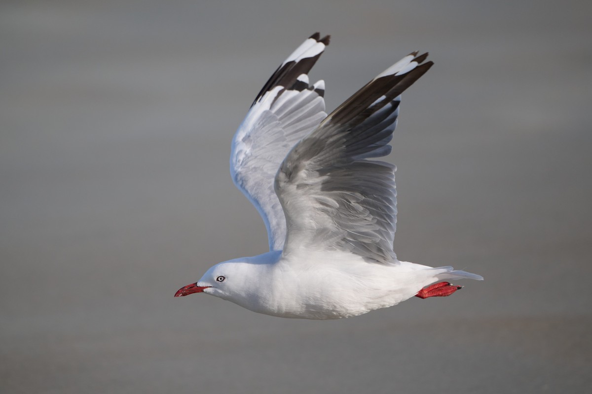 Silver Gull (Red-billed) - ML616295475