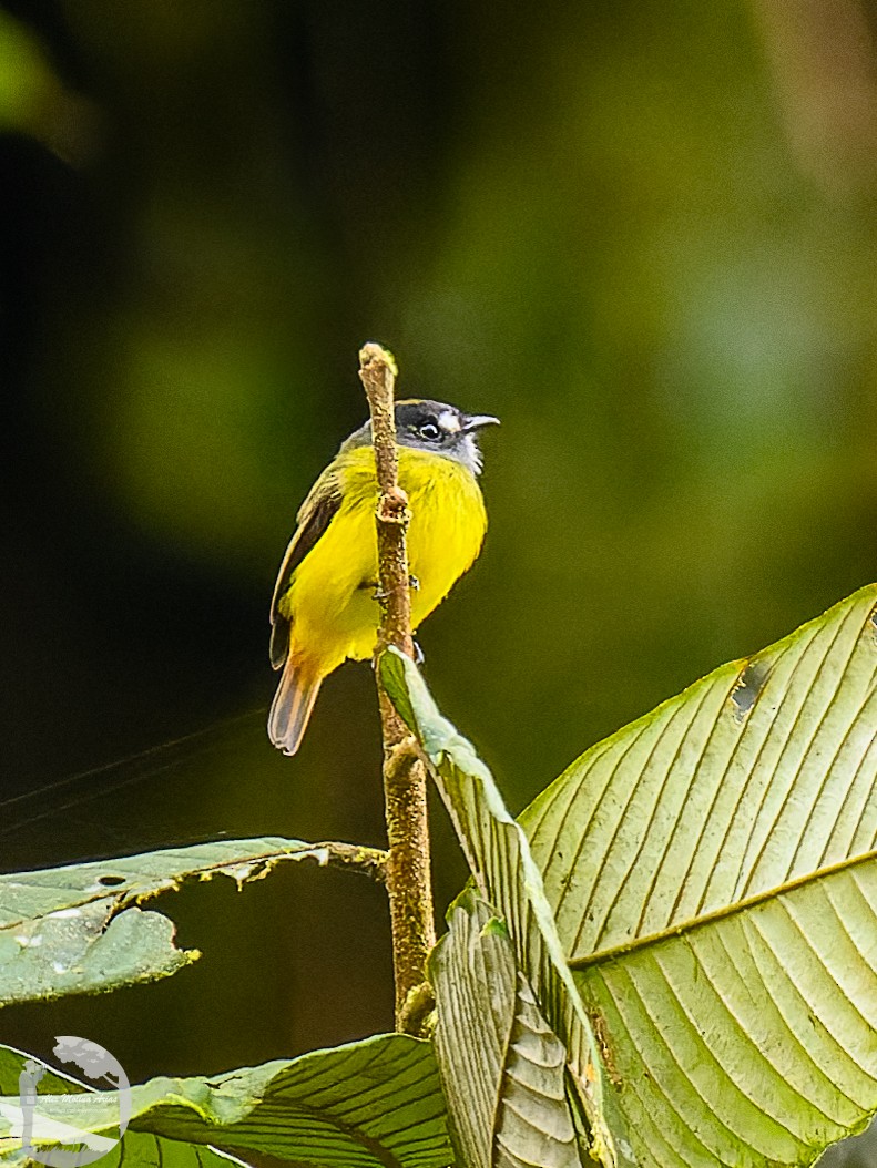 Ornate Flycatcher - ML616295605