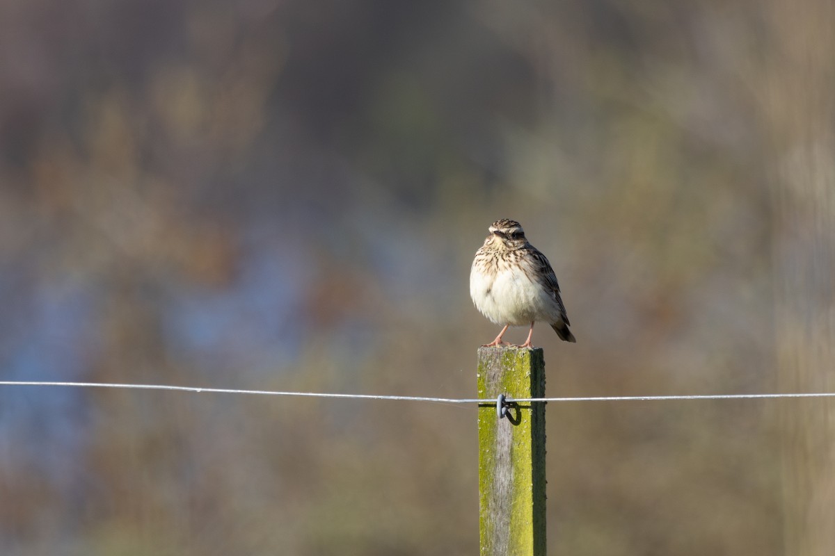 Wood Lark - Alexander Thomas