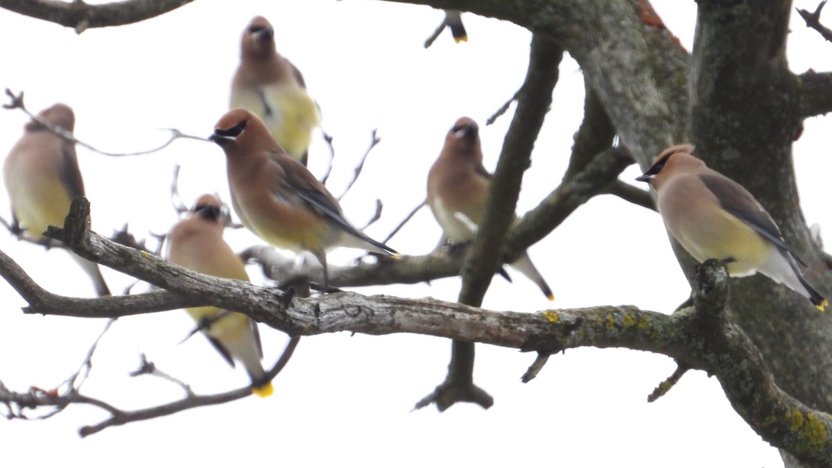 Cedar Waxwing - Dan J. MacNeal