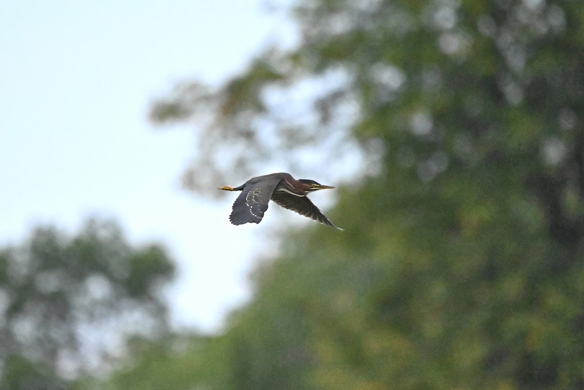 Green Heron - ML616295644