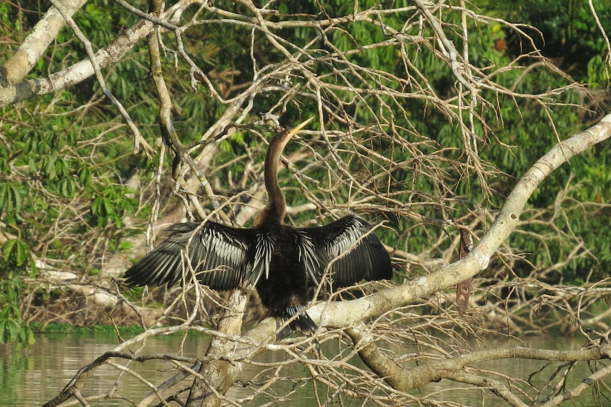 Anhinga - ML616295645