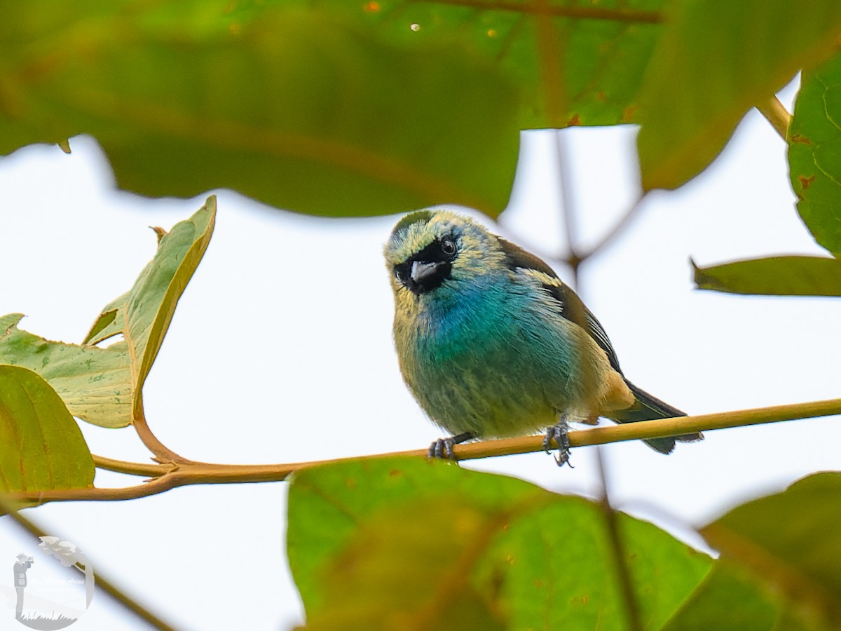 Metallic-green Tanager - ML616295674