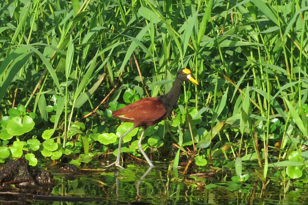 Northern Jacana - ML616295691