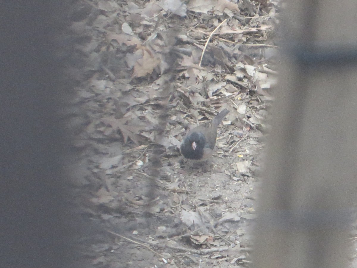 Dark-eyed Junco (cismontanus) - ML616295698