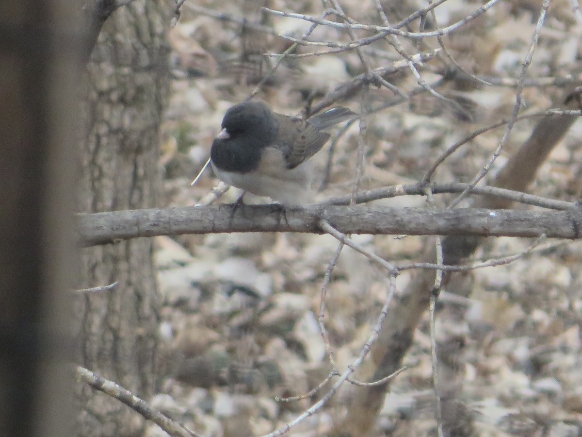 Dark-eyed Junco (cismontanus) - ML616295699