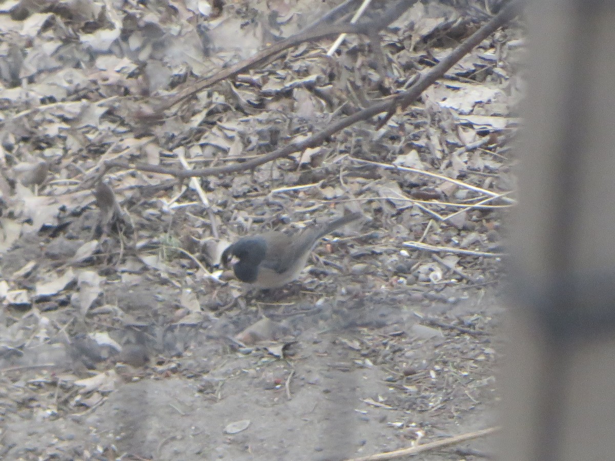 Dark-eyed Junco (cismontanus) - ML616295700