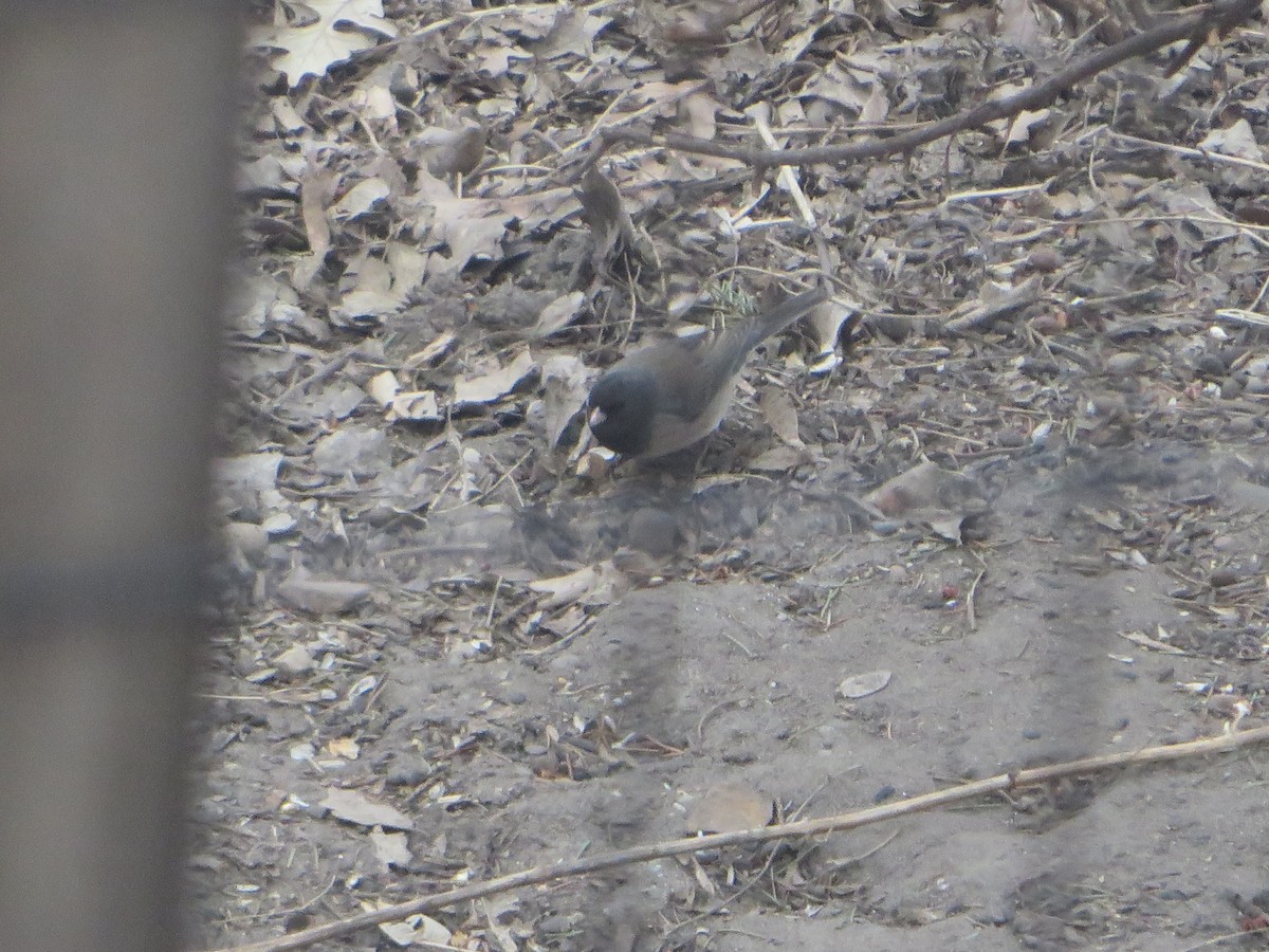 Dark-eyed Junco (cismontanus) - ML616295702