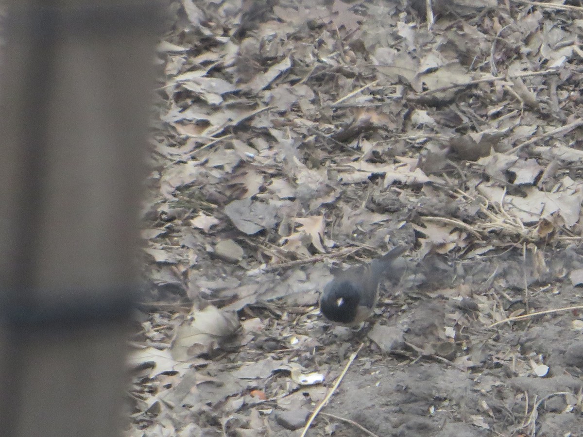 Dark-eyed Junco (cismontanus) - ML616295703