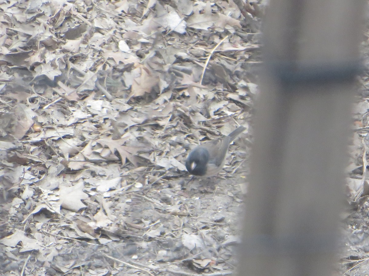 Dark-eyed Junco (cismontanus) - ML616295706