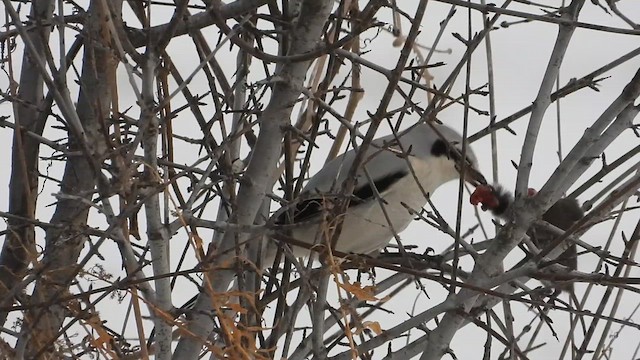 Northern Shrike - ML616295711