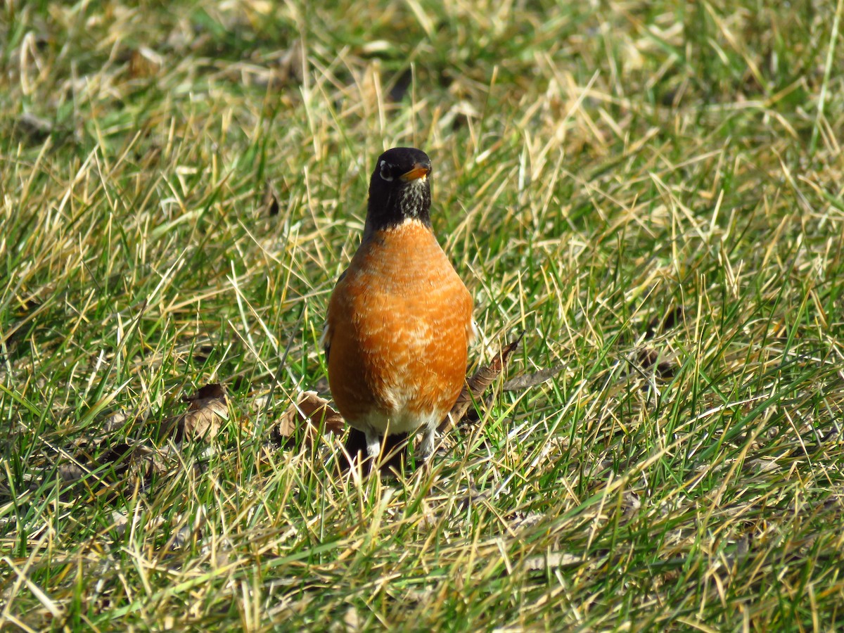 American Robin - ML616295720