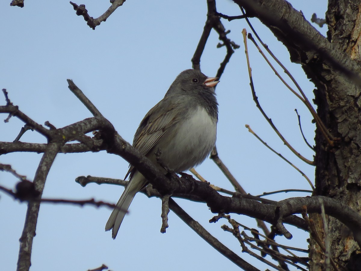 Junco ardoisé - ML616295728