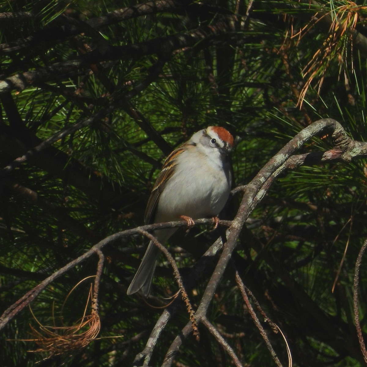 Chipping Sparrow - Till Dohse