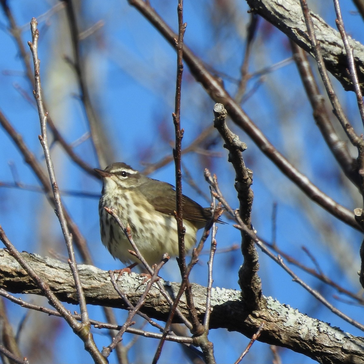 Louisiana Waterthrush - Till Dohse