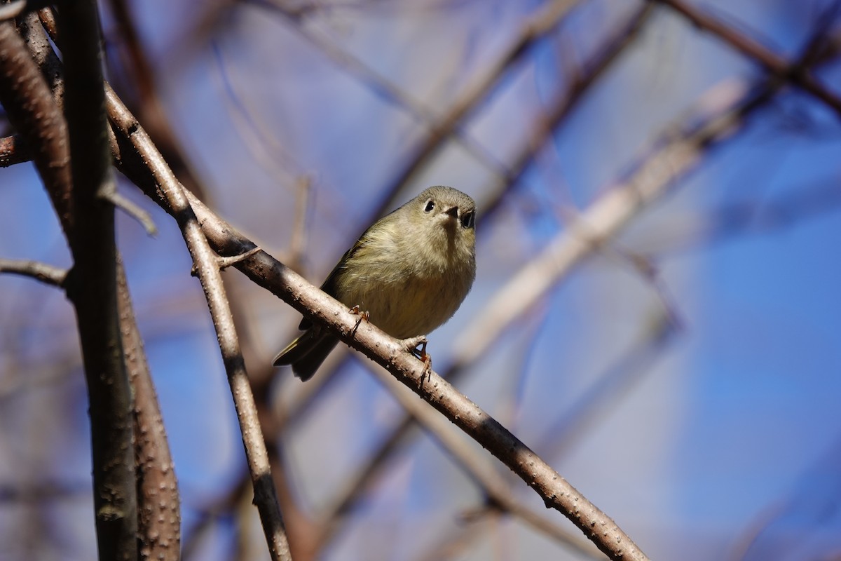 Ruby-crowned Kinglet - Jo Fasciolo