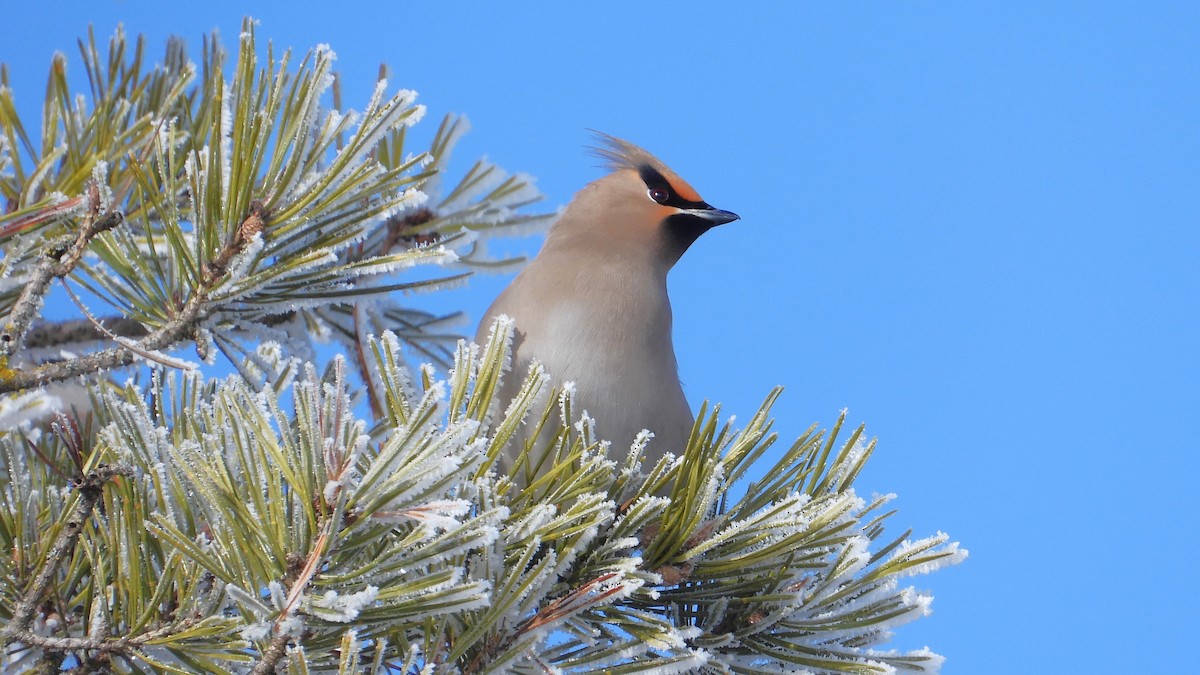 Bohemian Waxwing - Dan J. MacNeal