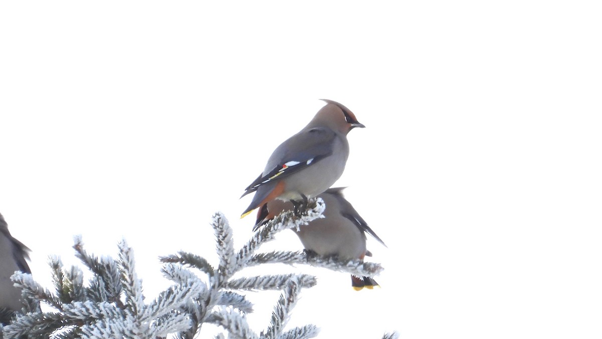 Bohemian Waxwing - ML616295833