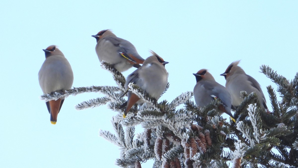 Bohemian Waxwing - ML616295836