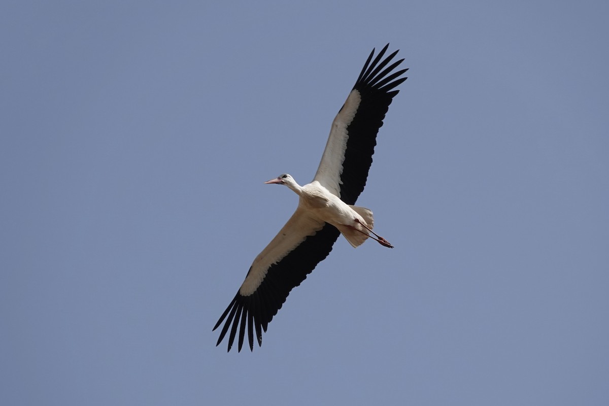 White Stork - ML616295871