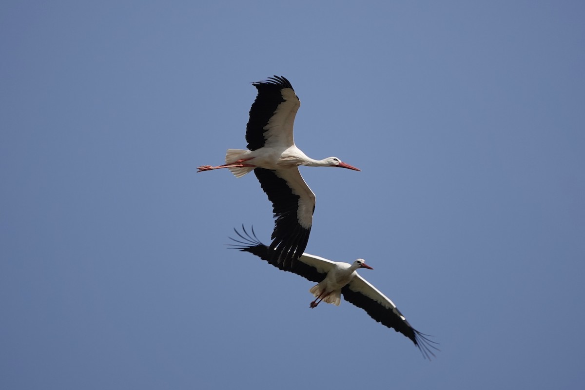 White Stork - ML616295872